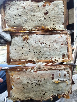 oEr6cA9A9IIALNYbYCEAX0nlA8feDA21CgpSVq.jfif